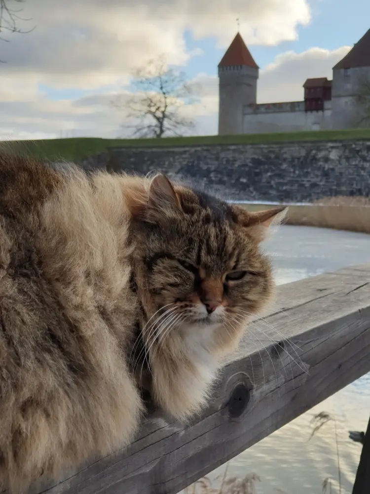 Cat and Kuressaare Castle